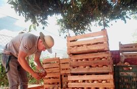La cosecha de cebolla del productor de Santaní es de primera calidad y con precio muy accesible para los comparadores.