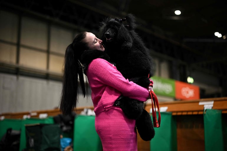 Una cuidadora sostiene a su caniche estándar en el tercer día del Crufts, la exposición canina, en el National Exhibition Centre de Birmingham, en el centro de Inglaterra, el 7 de marzo de 2026.