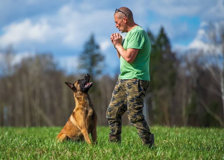 Pastor Belga Malinois.