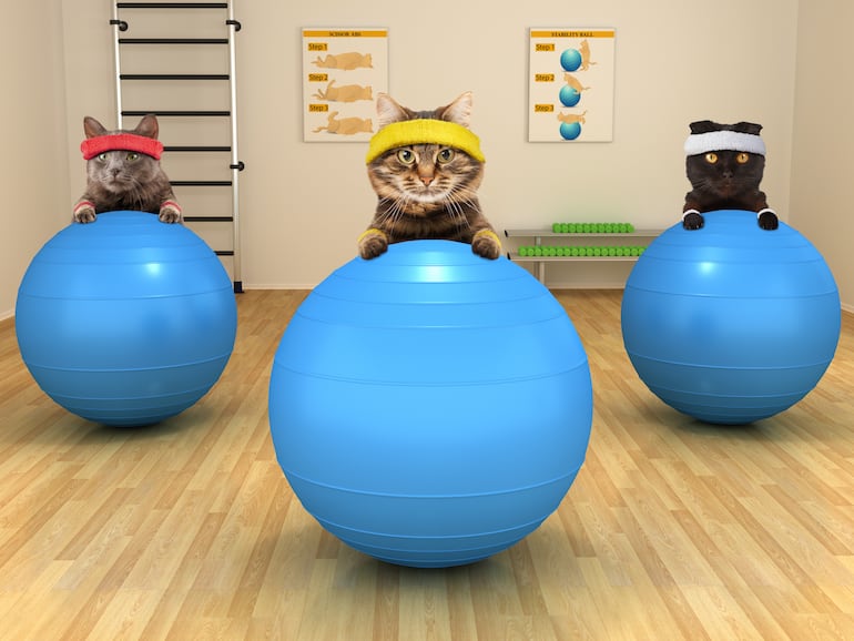 Diversos factores impactan directamente en la expectativa de vida de lo9s gatos: la raza, una nutrición equilibrada, el estado físico, los cuidados médicos preventivos y el entorno.