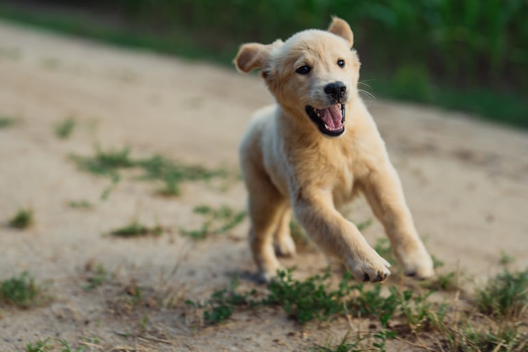 Cachorro de la raza golden retriever.