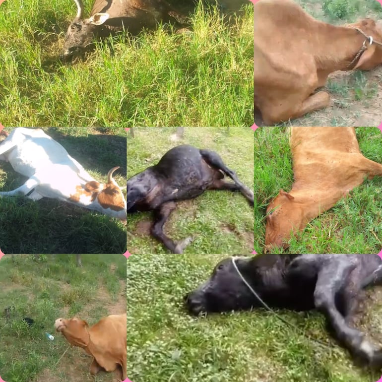 Ganadero pierde G. 49 millones tras mortandad de siete vacunos por posible agua contaminada.