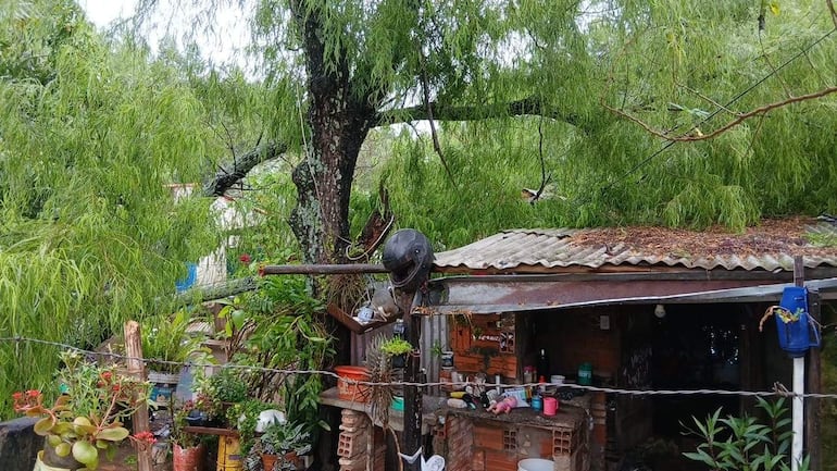 La vivienda de Lucila González está dañada por la caída de un árbol, rodeada de naturaleza y un ambiente rural.