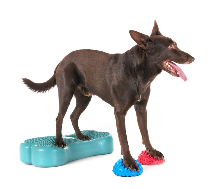 Ejercicios de propiocepción para perros.