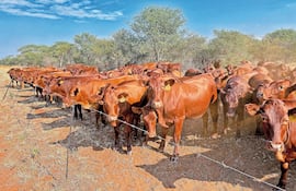 Eficiencia antes que volumen: la hoja de ruta ganadera