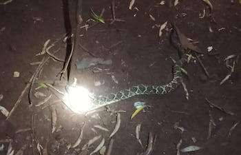 Accidente ofídico en Itapúa Poty. Serpiente Cascabel.