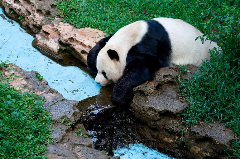 Cai Tao, panda gigante macho de 15 años y padre de Satrio Wiratama, apodado “Rio”, bebe en el Taman Safari Indonesia en Bogor, Indonesia, el 15 de mayo de 2026.