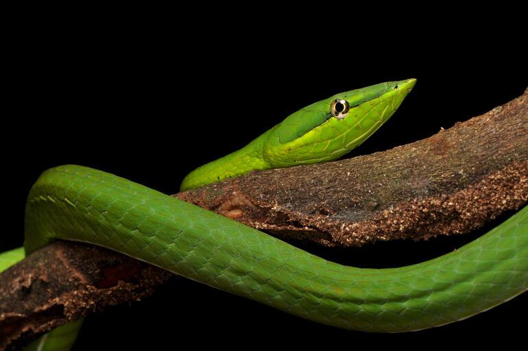 Oxybelis fulgidus.