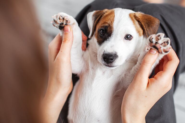 Beneficios del juego compartido con mascotas.