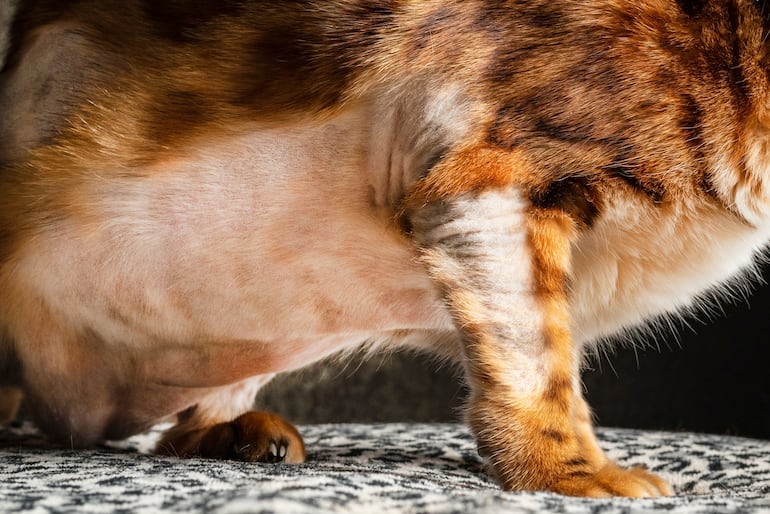 Concepto de alopecia en gatos.