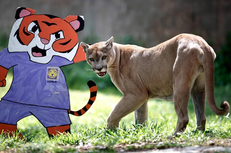 Un puma participa en una actividad de enriquecimiento ambiental mientras predice el resultado del partido de la Copa Mundial de la FIFA entre la República Checa y Corea del Sur, con victoria para Corea del Sur, en el Zoológico de Guadalajara, en Guadalajara, Jalisco (México), el 5 de junio de 2026.