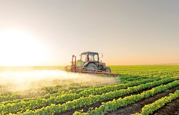 Claves para una desecación eficiente: rendimiento y control de malezas