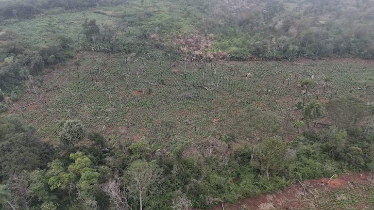 Paisaje con áreas despejadas y troncos de árboles caídos, reflejando deforestación y cultivo ilegal.