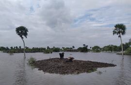 Ganaderos del departamento de Ñeembucú alertaron sobre la muerte de animales vacunos a raíz de las intensas y prolongadas precipitaciones registradas en las últimas semanas.