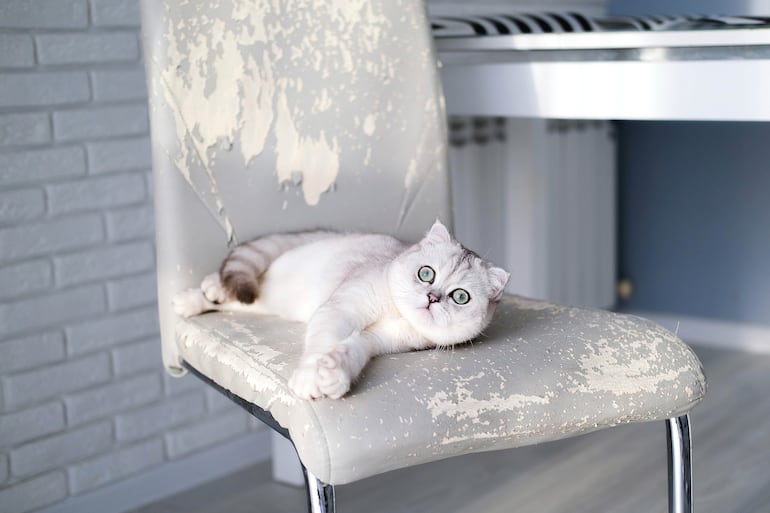 ¿Por qué tu gato araña tus muebles?