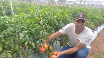 El productor Abel Brítez, mostrando sus tomates en finca que no está pudiendo comercializar.
