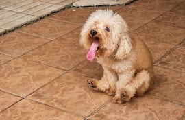 Perro haciendo scooting.