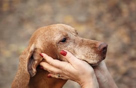 Cómo cuidar a un perro con demencia senil.