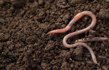 Lombriz de tierra.