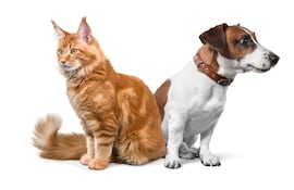 Gato y perro.