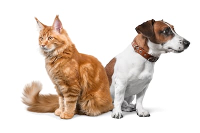 Gato y perro.