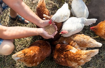 Gallinas