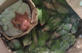 Animales silvestres rescatados en Caacupé.