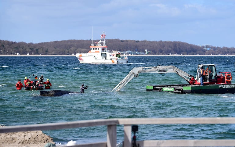Buzos y colaboradores intentan rescatar a una ballena jorobada varada frente a la costa del mar Báltico en Timmendorfer Strand, cerca de Lübeck, al norte de Alemania, el 26 de marzo de 2026.