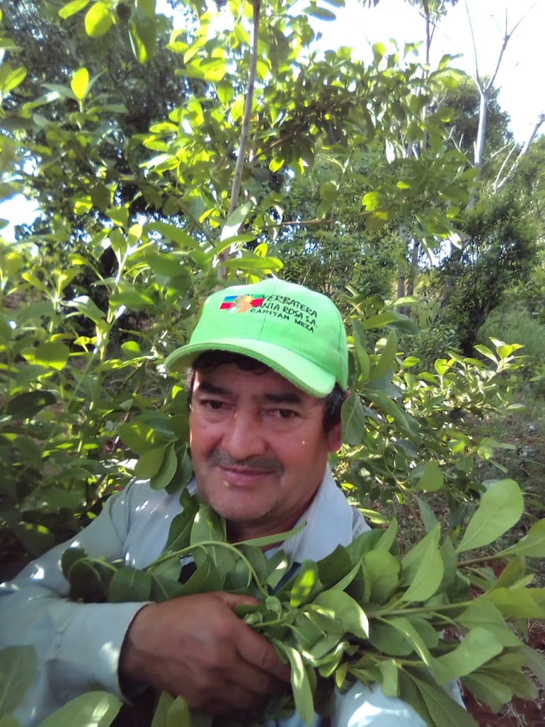 Lisando Benítez, secretario de la Federación de Productores de Yerba Mate del Nordeste de Itapúa, cuestionó la ausencia del gobierno en un tema tan sensible como es discutir el precio de la materia prima reclamada por el sector campesino. La entidad que nuclea a unos 8.400 productores primarios que en conjunto cultivan unas 17.000 hectáreas.