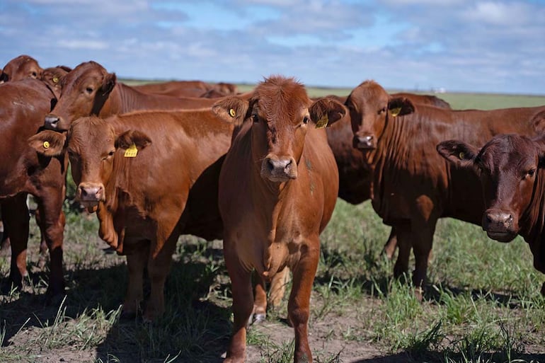 Farmer: La empresa que convirtió a la diversificación en su mejor aliado