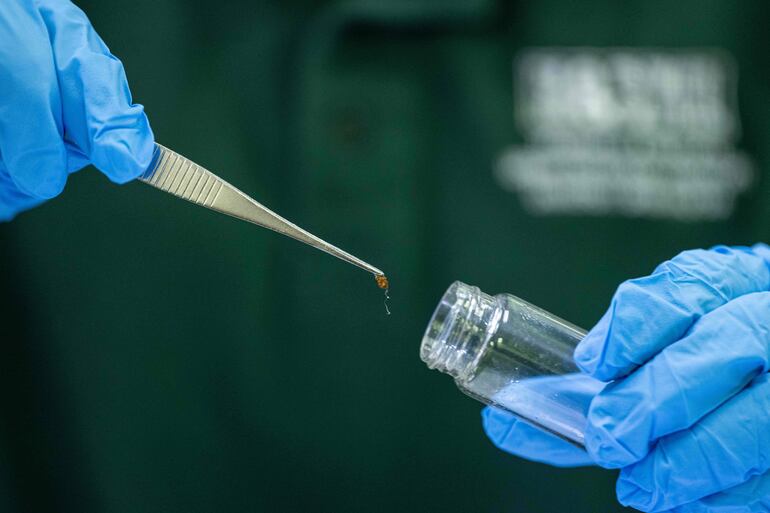 Un investigador introduce una chinche de cama en un tubo en un laboratorio de la Universidad de Ciencias de Malasia (USM) en George Town, en la isla de Penang.