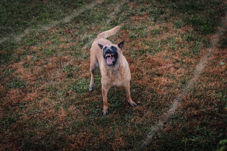 Perro pastor belga Malinois.