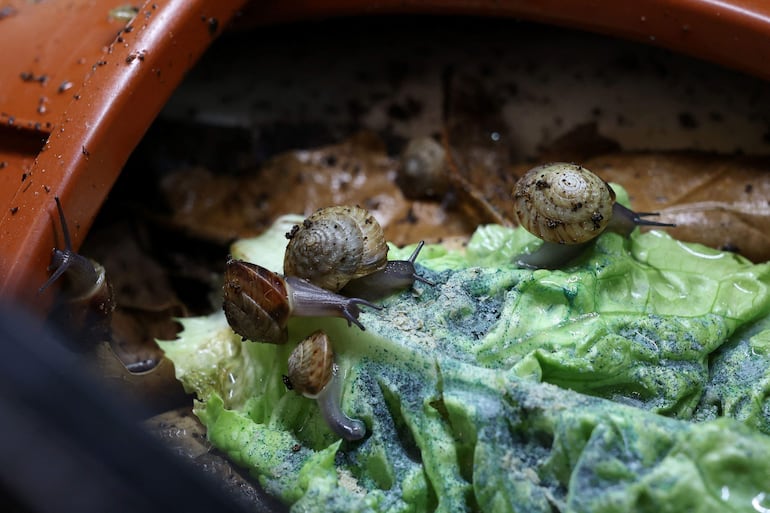 Esta fotografía, tomada el 2 de febrero de 2026, muestra caracoles de las Bermudas que forman parte de un programa de cría en el zoológico de Chester, en el noroeste de Inglaterra.