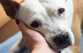 Perro con deterioro cognitivo, imagen ilustrativa.