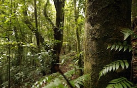 Bosque en la zona de Poás al noroeste de San José (Costa Rica). Si bien el dióxido de carbono (CO2) es el gas de efecto invernadero más famoso, otros, menos conocidos por la opinión pública, desempeñan un papel importante en el calentamiento global y están recibiendo una atención creciente por parte de los investigadores y responsables políticos.