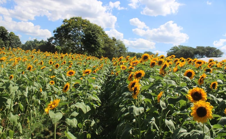 El campo de girasoles de la compañía Cabañas, en Caacupé, abre sus puertas a los visitantes, ofreciendo un espacio ideal para disfrutar de la naturaleza y la belleza de sus flores.