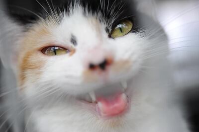 Instan a tener cuidado con mordeduras de animales domésticos.