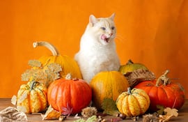 Gato y calabazas.