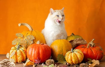 Gato y calabazas.