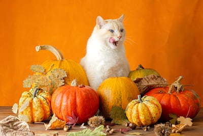 Gato y calabazas.