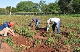 La cosecha del producto de la finca ubicada en la Calle  8.000, se realizó con acompañamiento de técnicos de la Deag
