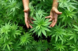 Proyecto de ley busca habilitar a tener plantines de marihuana para uso recreativo.