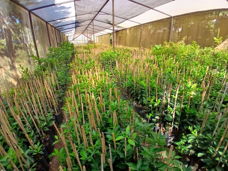 En el invernadero de la familia González se cuenta con una importante variedad y cantidad de plantines de cítricos, que forman parte de su producción sostenida a lo largo de los años.