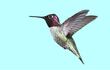 El vuelo de los colibríes -una maravilla de la naturaleza- les permite revolotear sobre una flor con precisión quirúrgica y sin rozarla. Hoy un estudio desvela cómo lo hacen: su agudo sentido del tacto les permite crear un mapa corporal tridimensional que les ayuda a geolocalizarse con exactitud.