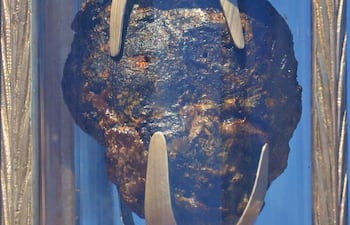 Reliquia del corazón incorrupto de San Roque González en vitrina transparente, sostenida por pinzas metálicas.
