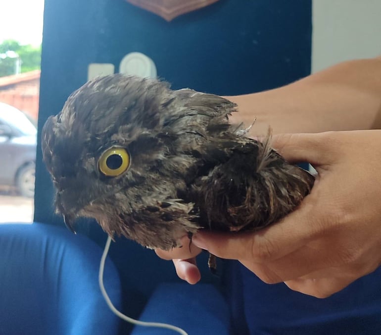 Hieren de con un proyectil lanzado con una hondita a un urutaú en Ypané.