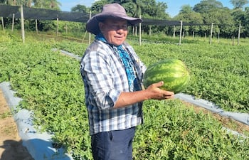 Ignacio Fariña realiza la cosecha de sandía en la producción que mantiene en su finca, ubicada en la ciudad de San Miguel, Misiones.