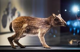 Probablemente sea similar el aspecto que podría haber tenido el fósil recientemente hallado también en el yacimiento paleontológico de Messel.