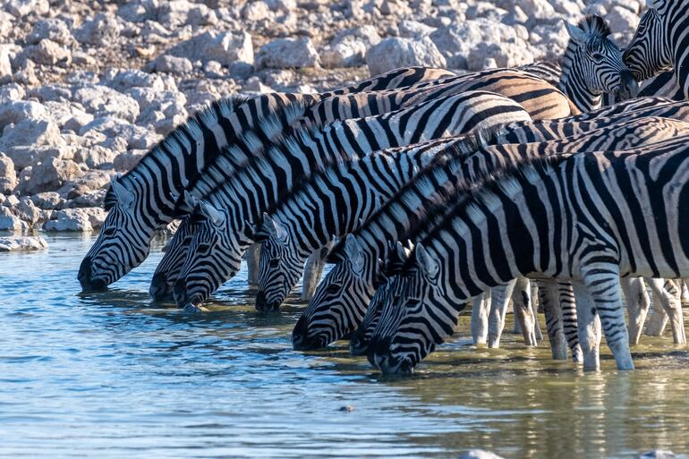 Parque Nacional Etosha, Namibia.