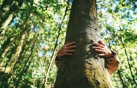 Abrazar a un árbol.